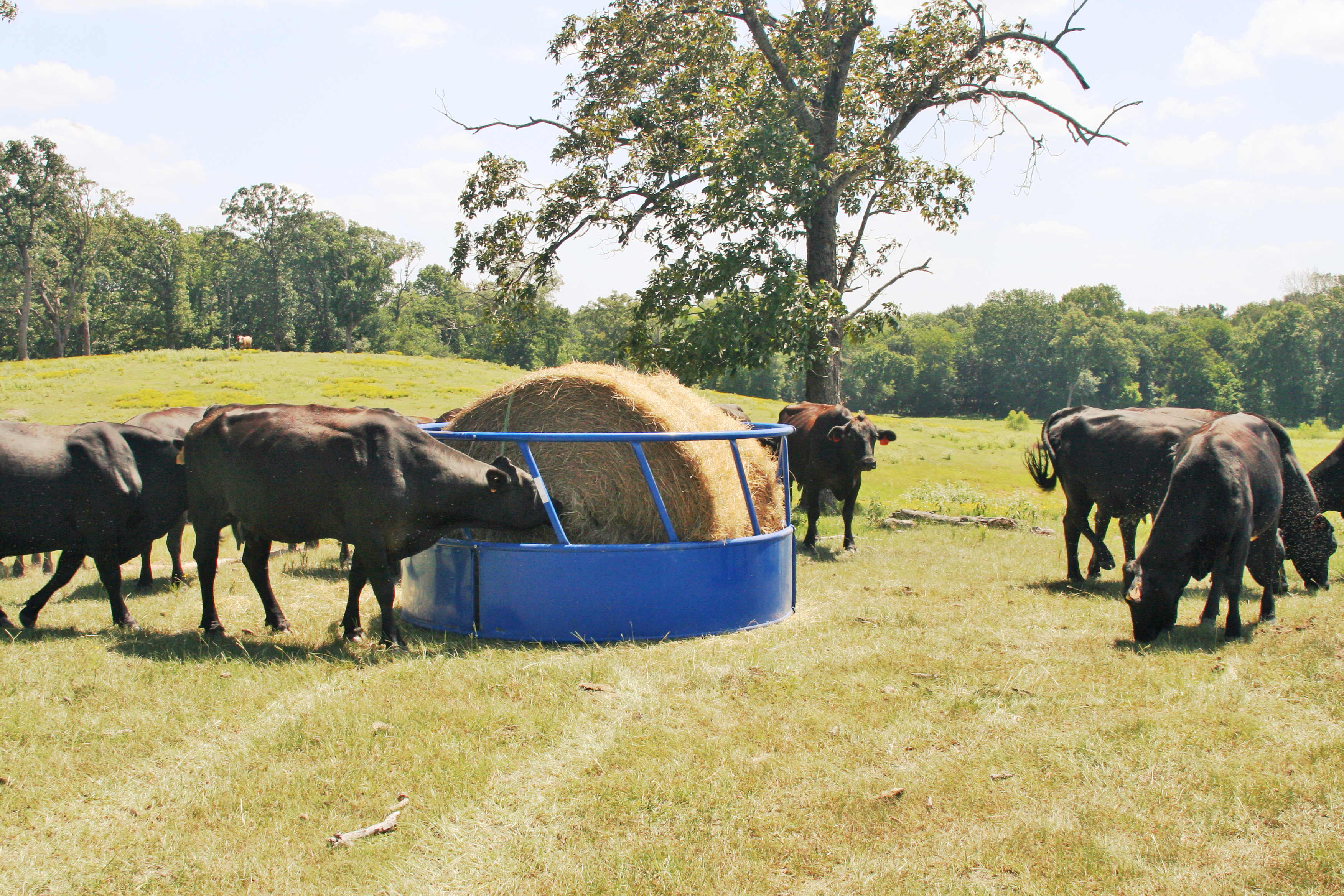 Cattle Feeder RBFSHD 01.jpg